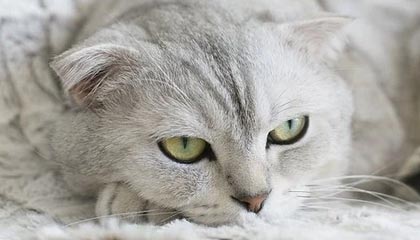 开云体育下载-视频 | 直击U23亚洲杯国足决赛前最后一练：队内氛围轻松